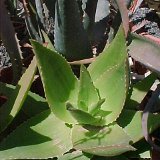 Aloe deltoideodonta v. fallax non ibitiensis ©JLcoll.302.jpg